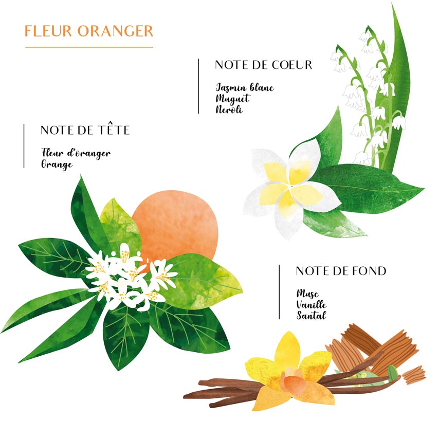 Tout savoir sur la fragrance fleur d'oranger : vertus, origine