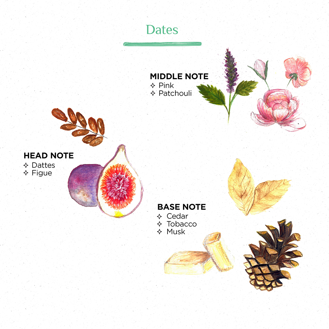 Olfactory pyramid Dates