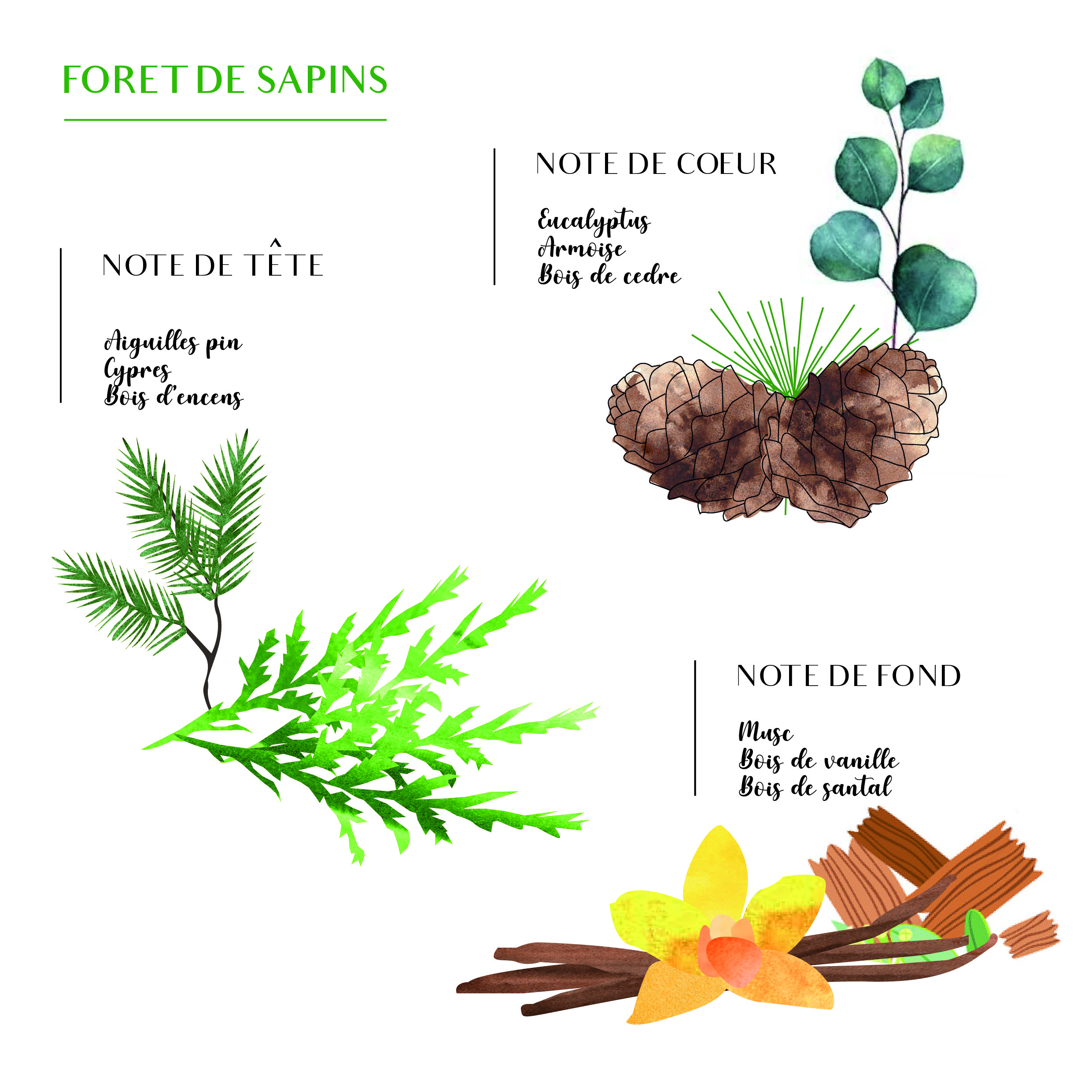 FORET DE SAPIN 